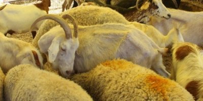 Onlarca kurbanlık elde kaldı