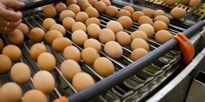 Zam şampiyonu yumurta oldu