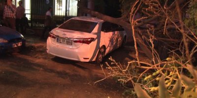 Seyir halindeki otomobilin üzerine ağaç devrildi