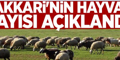 Hakkari'nin hayvan sayısı açıklandı