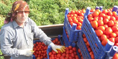 Salçalık domates 45 kuruş