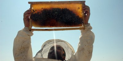 Son 10 yılın en bereketli bal hasadı