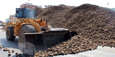 Şeker pancarının tarladan sofraya yolculuğu başladı