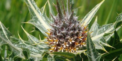 Mardin'de yeni bir bitki türü keşfedildi!