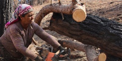 Yanan ormanlar onların ekmek kapısı