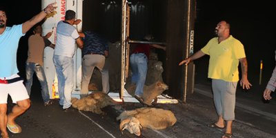 Hayvan yüklü kamyonda can pazarı yaşandı