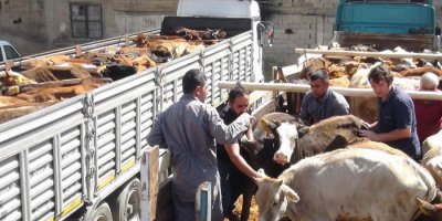 Yüksekova'da 396 damızlık düve dağıtıldı