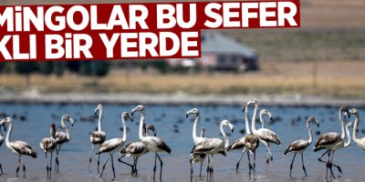 Flamingolar bu sefer farklı bir yerde