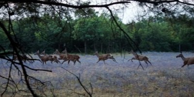 Aç kalan köpekler geyikleri yedi