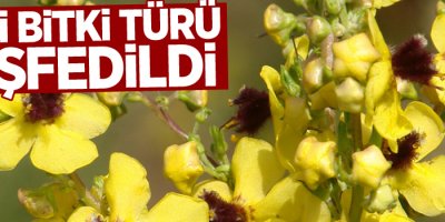 Van YYÜ, Muş’ta yeni bitki türü keşfetti