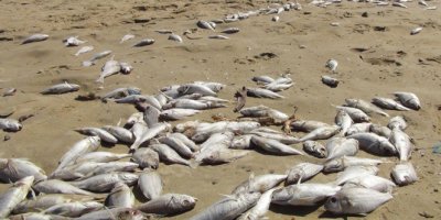 Yüzlerce balık karaya vurdu