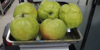 Bu armutları görenler kavun zannediyor