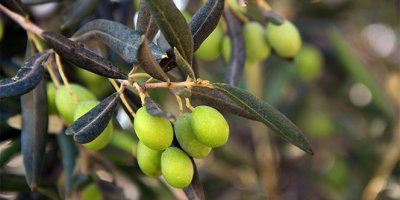 Zeytin sütünde sezonun ilk üretimi yapıldı