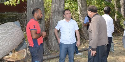 Halk sağlığını tehdit eden kavak ağaçları kesiliyor