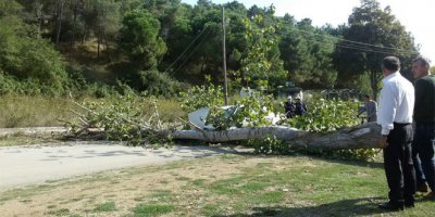 Otomobilin üzerine ağaç devrildi
