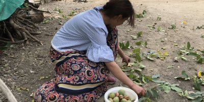 Şemdinli’de ceviz hasadı