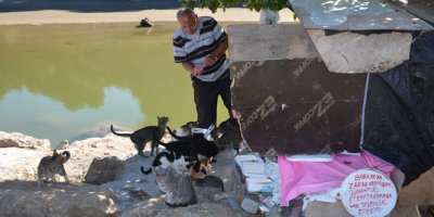 19 yıldır emekli maaşını kediler için harcıyor