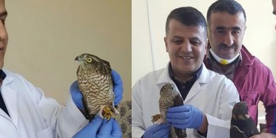 Yaralı Şahin kuşu tedavi edildi