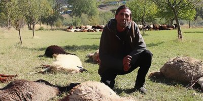 Uyuyakalan çoban gözlerini açtığında şoke oldu