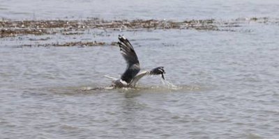 Sıhke Gölü’ndeki kirlilik canlıları tehdit ediyor