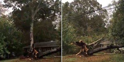 Dev ağaç evin üzerine devrildi