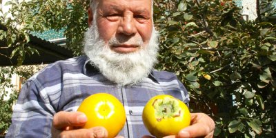 Van'da cennet hurması yetiştirildi