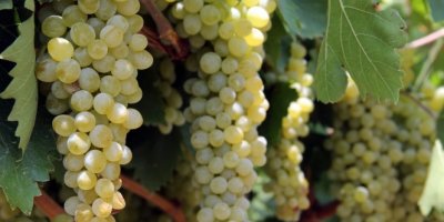 Rusya kapıları açtı üzümde ihracat arttı