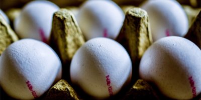 Tavuk yumurtası üretimi Eylül’de aylık bazda azaldı