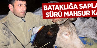 Bataklığa saplanan sürü mahsur kaldı