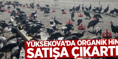 Yüksekova'da organik hindiler satışa çıkartıldı