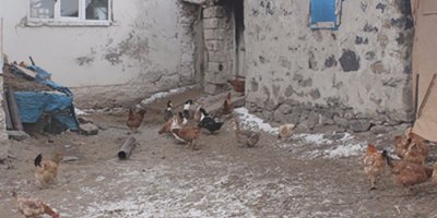 2 Köyde kuş gribi paniği