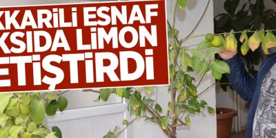 Hakkarili esnaf saksıda limon yetiştirdi