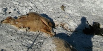 Aç kurtlar 35 koyunu telef etti