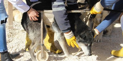 Engelli hayvanlar burada yaşama tutunmaya çalışıyor