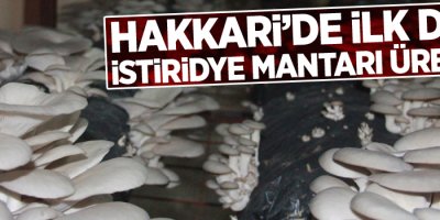 Hakkari’de ilk defa istiridye mantarı üretildi
