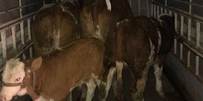 Hayvan hırsızları yakalandı