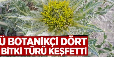 Ünlü botanikçi dört yeni bitki türü keşfetti