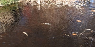 Yüzlerce balık telef oldu