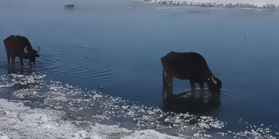 Van'da mandalar yılın her mevsiminde taze ot yiyor