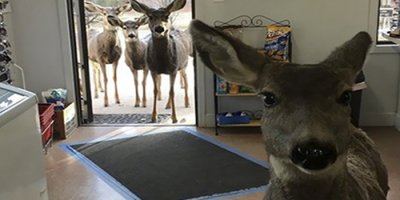 Çikolata verilen geyik ailesini de getirdi