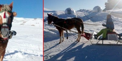 Erciyes'de atlı kızak keyfi
