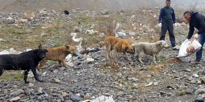 Hakkari’de sokak hayvanları için yem bırakıldı