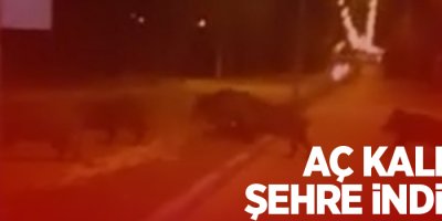 Aç kalınca şehre indiler!