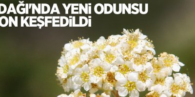 Cudi Dağı'nda yeni odunsu takson keşfedildi
