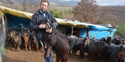 Keçi hırsızlığı