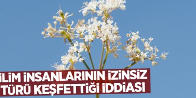 Rus bilim insanlarının izinsiz bitki türü keşfettiği iddiası