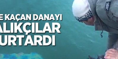 Göle kaçan danayı balıkçılar kurtardı