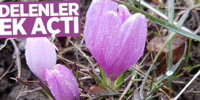 Hakkari’de kış ortasında kardelenler çiçek açtı