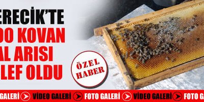 500 Kovan Bal Arısı Telef Oldu