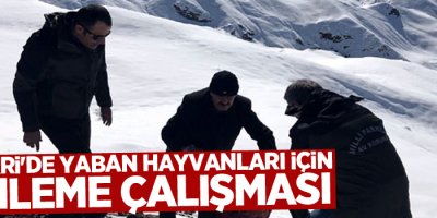 Hakkari'de yaban hayvanları için yemleme çalışması